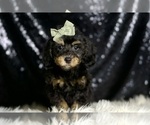 Small Photo #18 Poodle (Miniature) Puppy For Sale in WARSAW, IN, USA