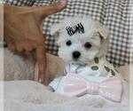 Small Photo #1 Pomeranian Puppy For Sale in PEMBROKE PINES, FL, USA