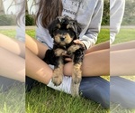 Small #9 Aussiedoodle