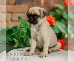 Small #2 Pug