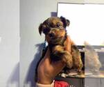 Small Photo #2 Yorkshire Terrier Puppy For Sale in JERSEY CITY, NJ, USA