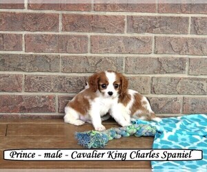 Cavalier King Charles Spaniel Puppy for Sale in CLARKRANGE, Tennessee USA