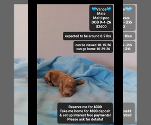 Maltipoo (Toy) Puppy for sale in TUCSON, AZ, USA