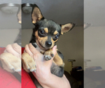 Small #3 Chihuahua