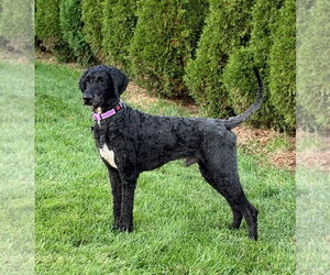 Sirius - Male Mutt Dog for Adoption - Photo #2