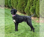 Small Photo #2 Mutt Puppy For Sale in Gilberts, IL, USA