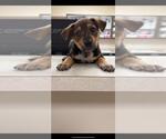 Small #1 Shepradors