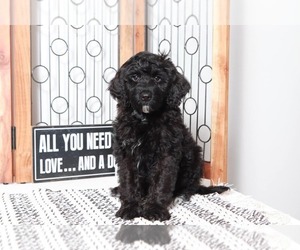Poodle (Standard)-Portuguese Water Dog Mix Puppy for sale in NAPLES, FL, USA