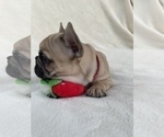 Small Photo #8 French Bulldog Puppy For Sale in RIVERSIDE, CA, USA