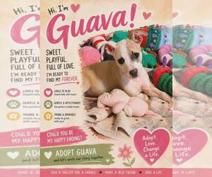 Chihuahua-Unknown Mix Dogs for adoption in Catasauqua, PA, USA