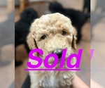 Puppy Lt blue collar Labradoodle mix (+ Poodle Standard)