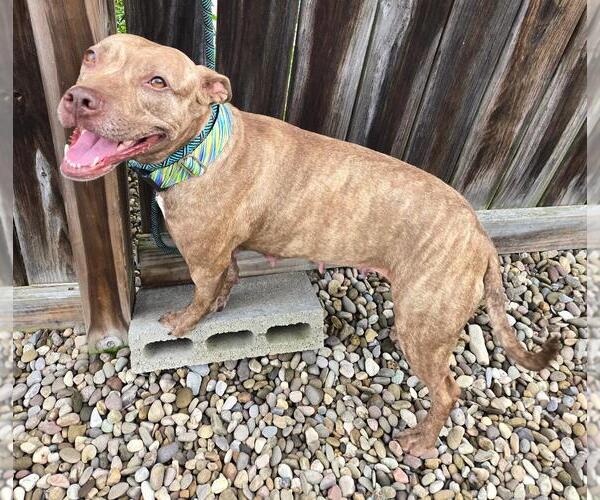 Medium Photo #2 American Pit Bull Terrier-Unknown Mix Puppy For Sale in Dellslow, WV, USA