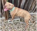 Small #1 American Pit Bull Terrier Mix