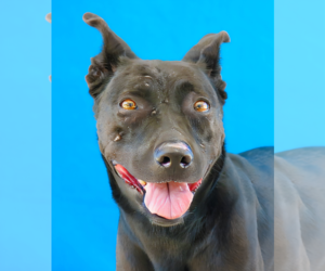 Labrador Retriever-Unknown Mix Dogs for adoption in Pasadena, CA, USA