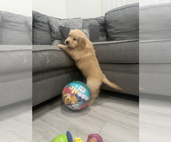 Medium Photo #1 Golden Retriever Puppy For Sale in ORLANDO, FL, USA