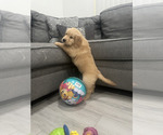 Puppy Puppy 8 Golden Retriever