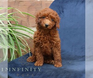 Goldendoodle (Miniature) Puppy for sale in NARVON, PA, USA