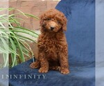 Small Goldendoodle (Miniature)