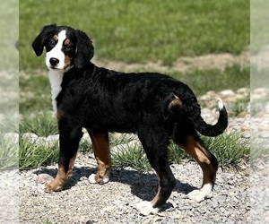 Bernese Mountain Dog Puppy for sale in DUNDEE, OH, USA