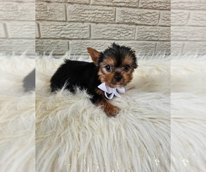 Yorkshire Terrier Puppy for sale in INDIANAPOLIS, IN, USA