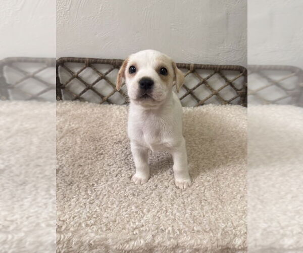 Medium Photo #1 Boxador Puppy For Sale in Lakewood, CO, USA