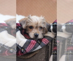 Small Photo #1 Morkie Puppy For Sale in LUDLOW, MO, USA