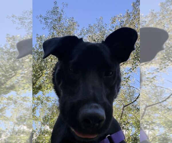 Medium Photo #3 Mutt Puppy For Sale in Elmsford, NY, USA