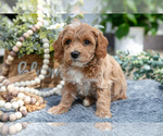 Small Photo #10 Goldendoodle (Miniature) Puppy For Sale in SHIPSHEWANA, IN, USA