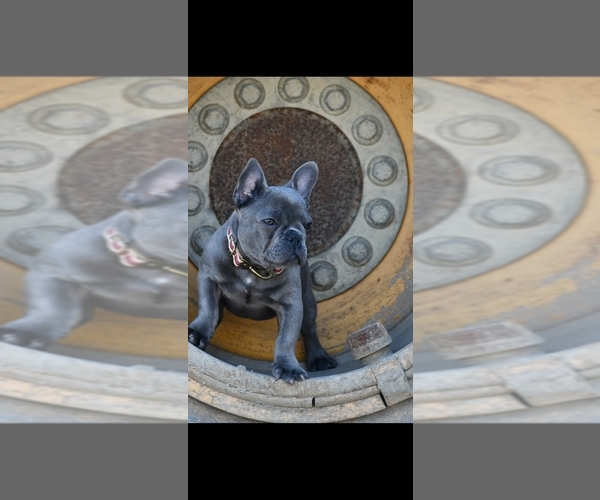 Medium Photo #2 French Bulldog Puppy For Sale in GRAHAM, WA, USA