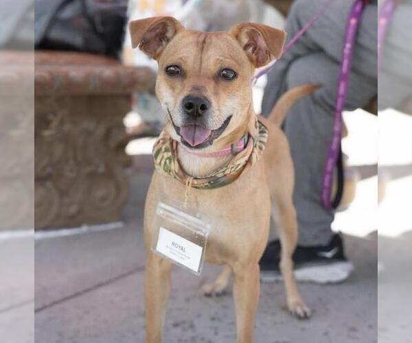 Medium Photo #8 Miniature Pinscher-Unknown Mix Puppy For Sale in San Diego, CA, USA