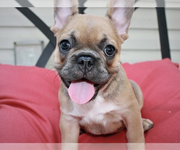 Medium Photo #1 French Bulldog Puppy For Sale in JACKSON, GA, USA