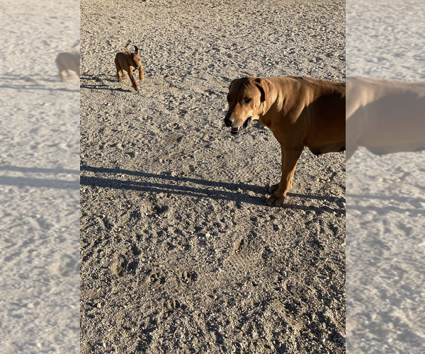 Medium Photo #30 Rhodesian Ridgeback Puppy For Sale in MORONGO VALLEY, CA, USA