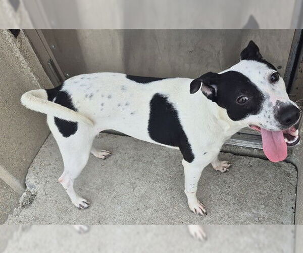 Medium Photo #1 American Pit Bull Terrier-Unknown Mix Puppy For Sale in Decatur, IL, USA