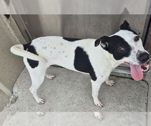 American Pit Bull Terrier-Unknown Mix Dogs for adoption in Decatur, IL, USA