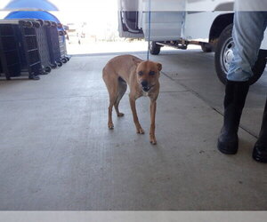 Mutt Dogs for adoption in Oroville, CA, USA