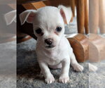 Small #1 Malchi