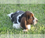 Small #4 Basset Hound