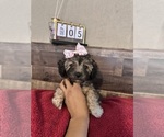 Small #6 Maltipoo