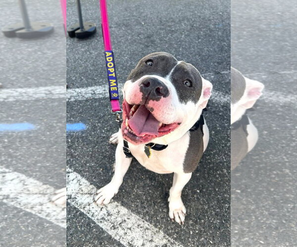 Medium Photo #1 Mutt Puppy For Sale in Rockville, MD, USA