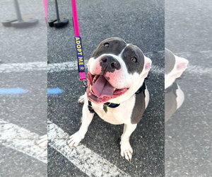 Mutt Dogs for adoption in Rockville, MD, USA