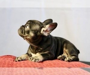 French Bulldog Puppy for sale in BROOKLYN, NY, USA