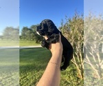 Small #3 Cock-A-Poo