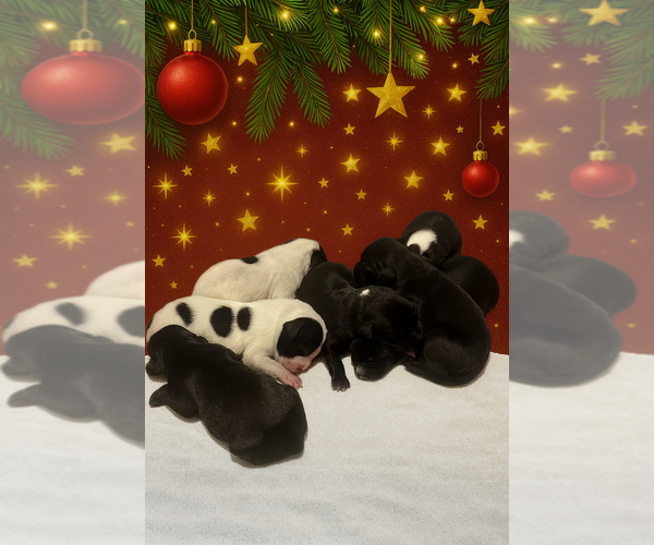 Medium Photo #1 Great Dane Puppy For Sale in CHARLOTTE, NC, USA