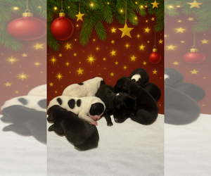 Great Dane Puppy for sale in CHARLOTTE, NC, USA