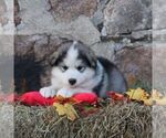 Small #3 Alaskan Malamute