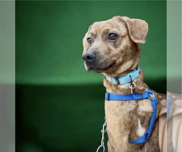 Medium Photo #1 Mutt Puppy For Sale in Springdale, PA, USA