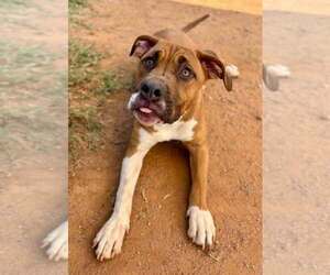 Star - Female Boxer-Unknown Mix Dog for Adoption - Photo #3