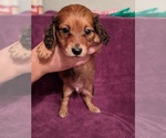 Small Photo #2 Dachshund Puppy For Sale in HURST, TX, USA