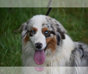 Australian Shepherd Dog for Adoption in NEW MARKET, Tennessee USA