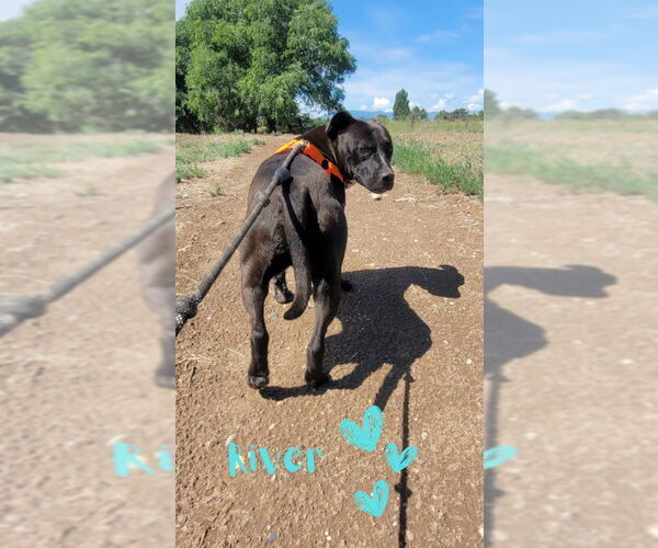 Medium Photo #4 American Pit Bull Terrier-Unknown Mix Puppy For Sale in Monte Vista, CO, USA